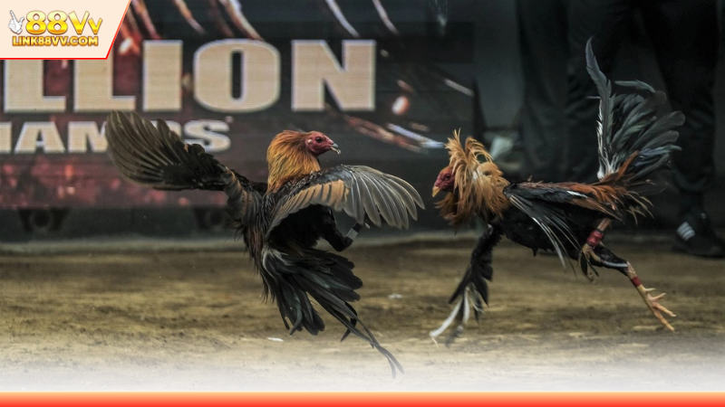 Giới thiệu thông tin về sảnh gà ODIN hot hit