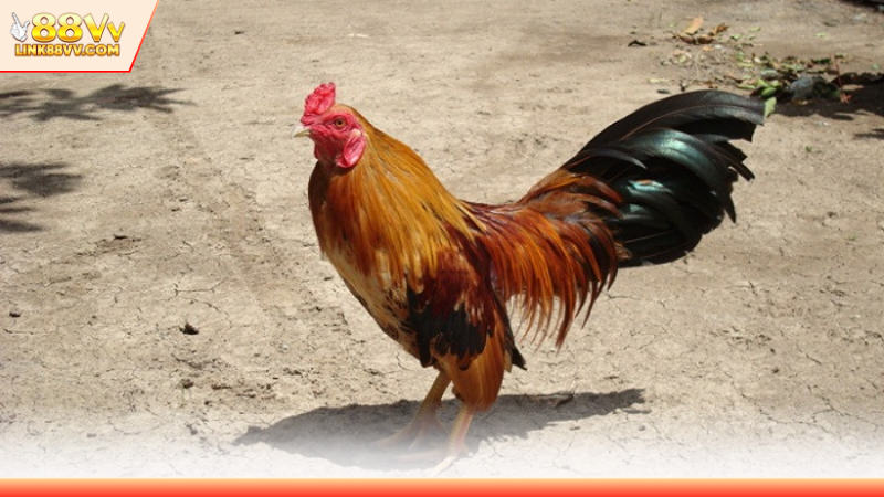 Khái quát thông tin sơ bộ về bộ môn chọi kê