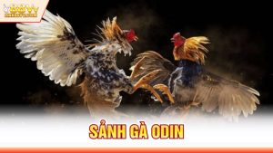 Sảnh Gà ODIN