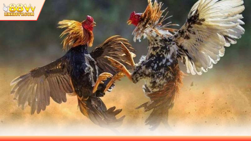 Tổng hợp những giải đấu thu hút nhiều chú ý nhất